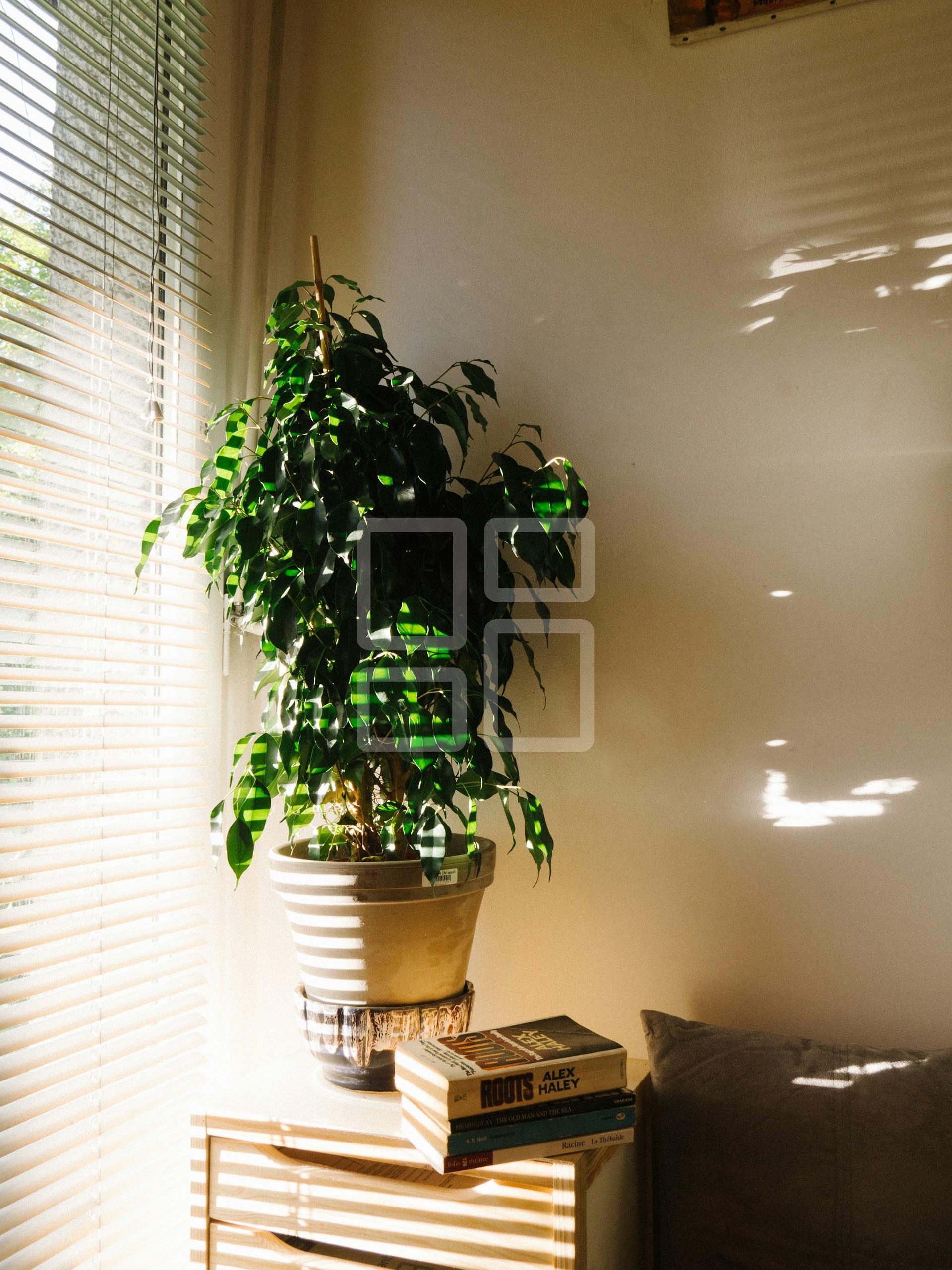 Image example home